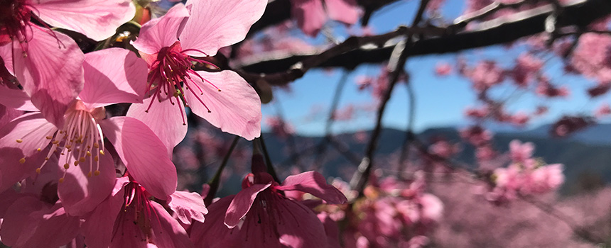 繁華似錦 春天響應